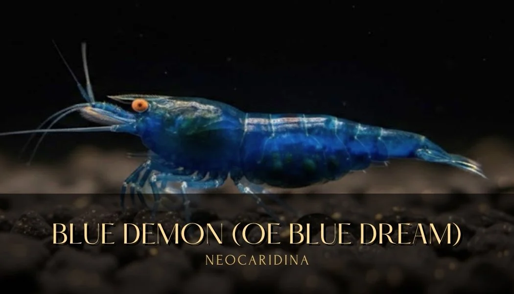 *RARE* Orange Eyes (OE) Blue Dream Neocaridina Shrimp  High Grade Blue Demon - Limited Quantity Crevette
