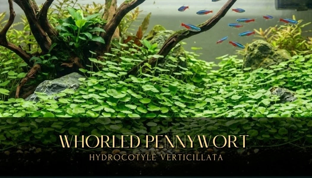 Hydrocotyle Verticillata – Live Aquarium Plant | Hydrocotyle Verticillata – Plante d’Aquarium Vivante