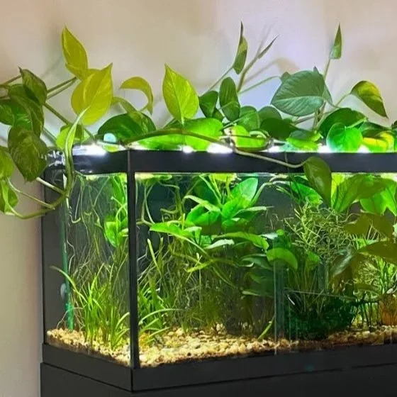 neon+pothos+2.jpg