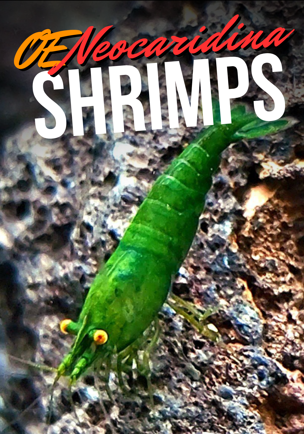 Orange Eye Green Neocaridina freshwater aquarium shrimp on substrate