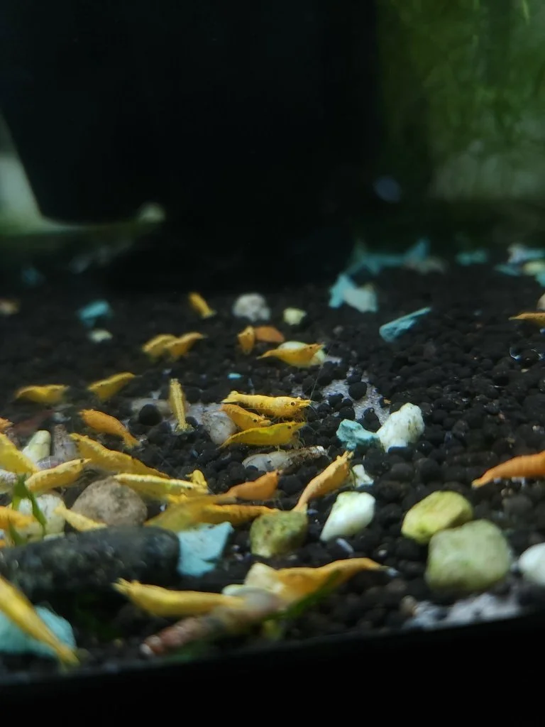 Yellowish Gold Orange 1.jfif