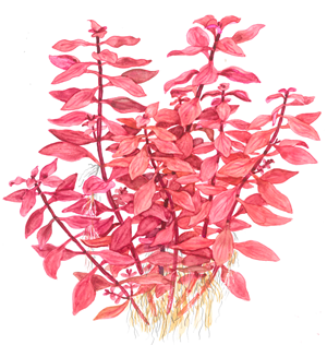 1 (1).png
