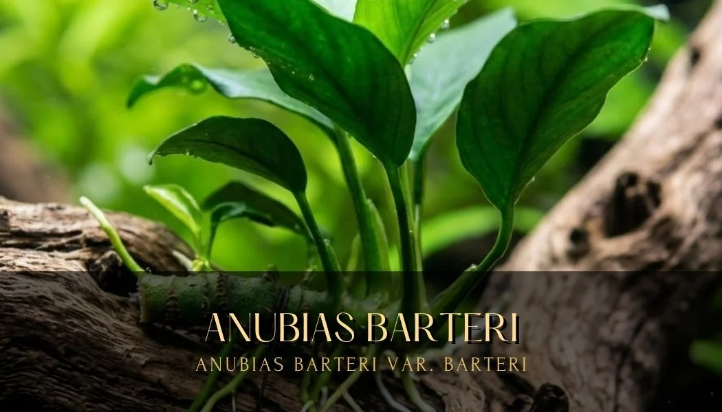 Anubias Barteri var. Barteri – Live Aquarium Plant | Anubias Barteri var. Barteri – Plante d’Aquarium Vivante