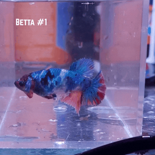 Bettas4.gif
