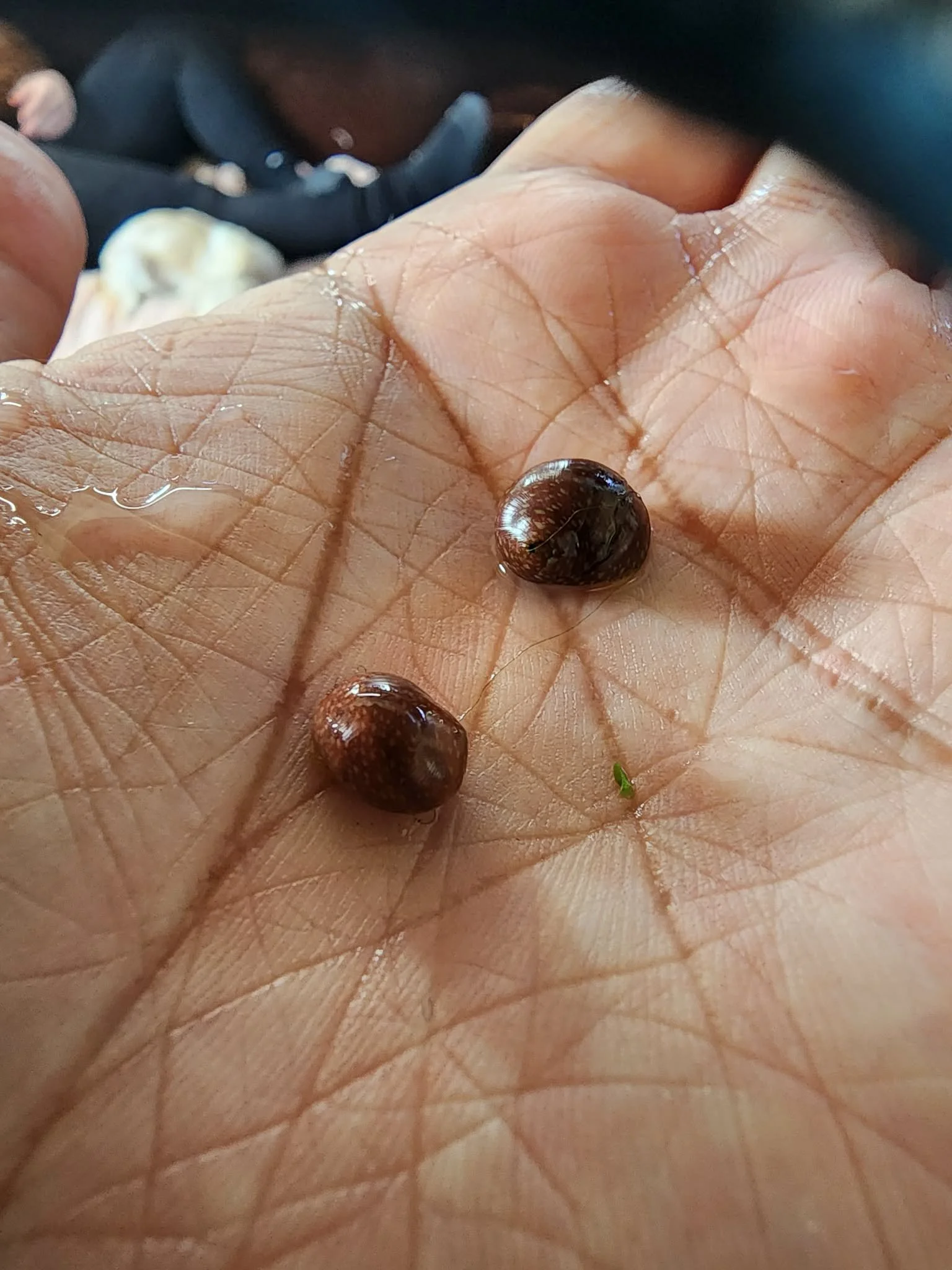 Pink pumpkin snails x2.jfif