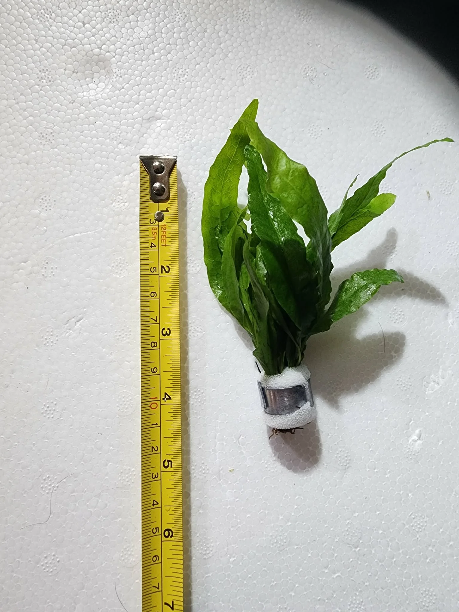 microsorum-pteropus-java-fern-aquarium-plant.jfif