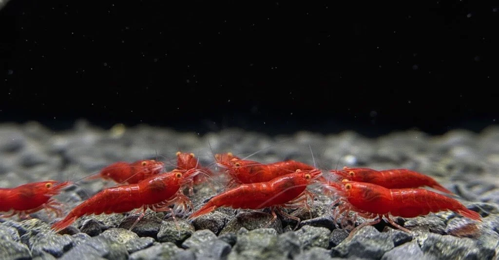 OE Red Demon Neocaridina 2.jpg