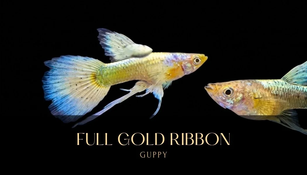 Full Gold guppy ca 1.jpg