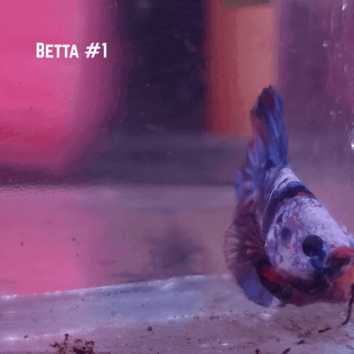 Bettas3.gif