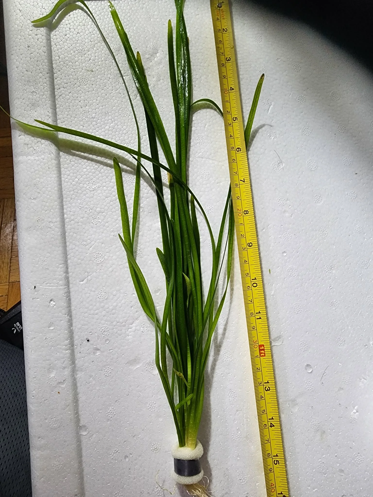 sagittaria-subulata-dwarf-sag-aquarium-plant1.jfif