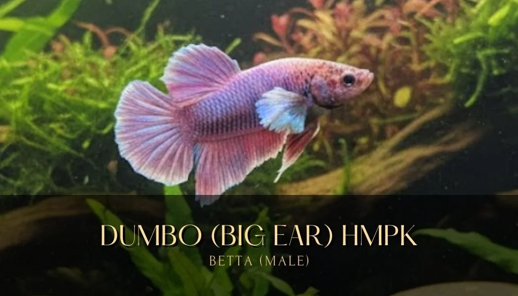 dumbo big ear hm pk betta.jpg
