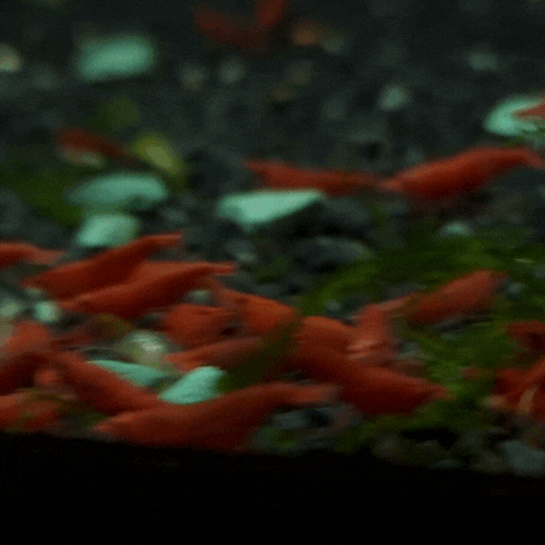 Fire Reds.gif