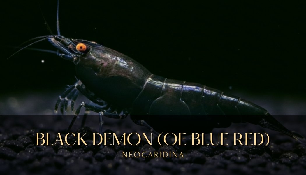 *RARE* Orange Eyes (OE) Black Rose Neocaridina Shrimp / High Grade Black Demon Neocaridina