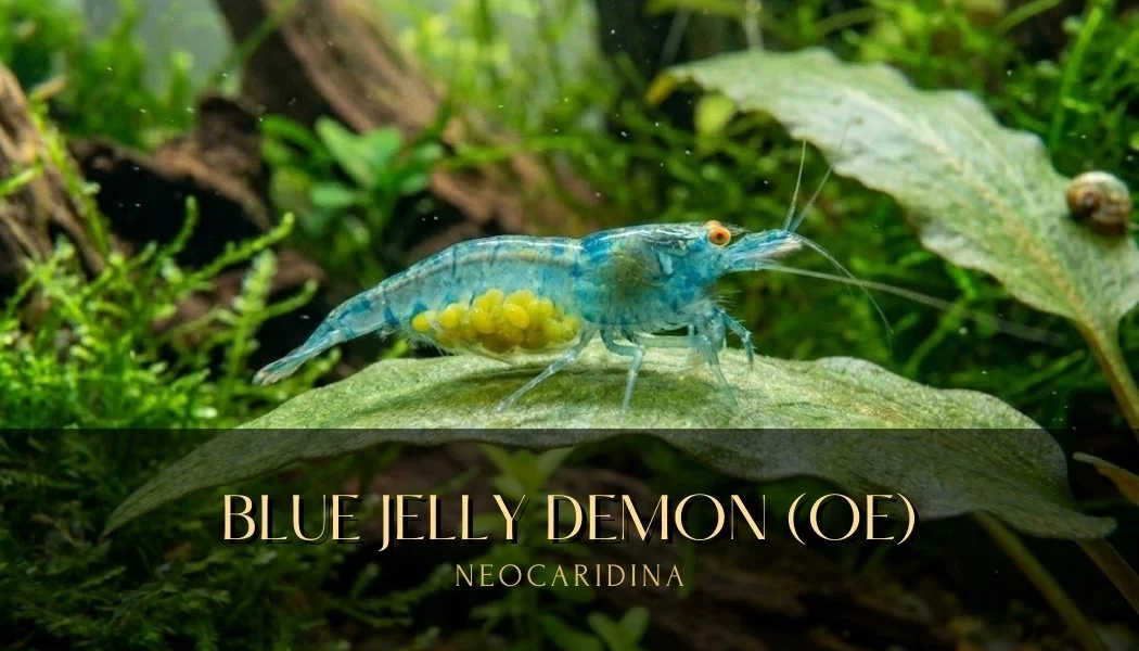blue jelly demons.jpg