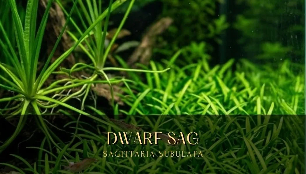 dwarf sag.jpg