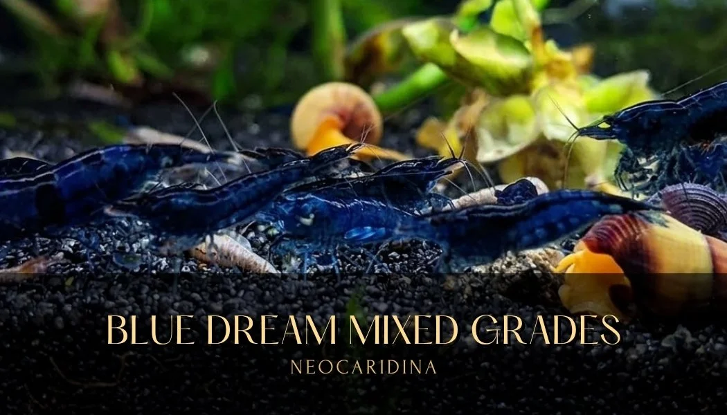 Mixed Grade Blue Dream Neocaridina Shrimp | Crevettes Blue Dream Grade Mixte