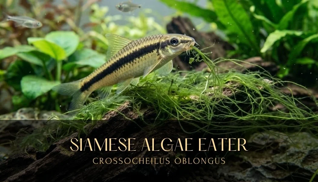 Crossocheilus Canada Shipping for Live Aquarium Cherry Shrimps & Caridina Shrimps