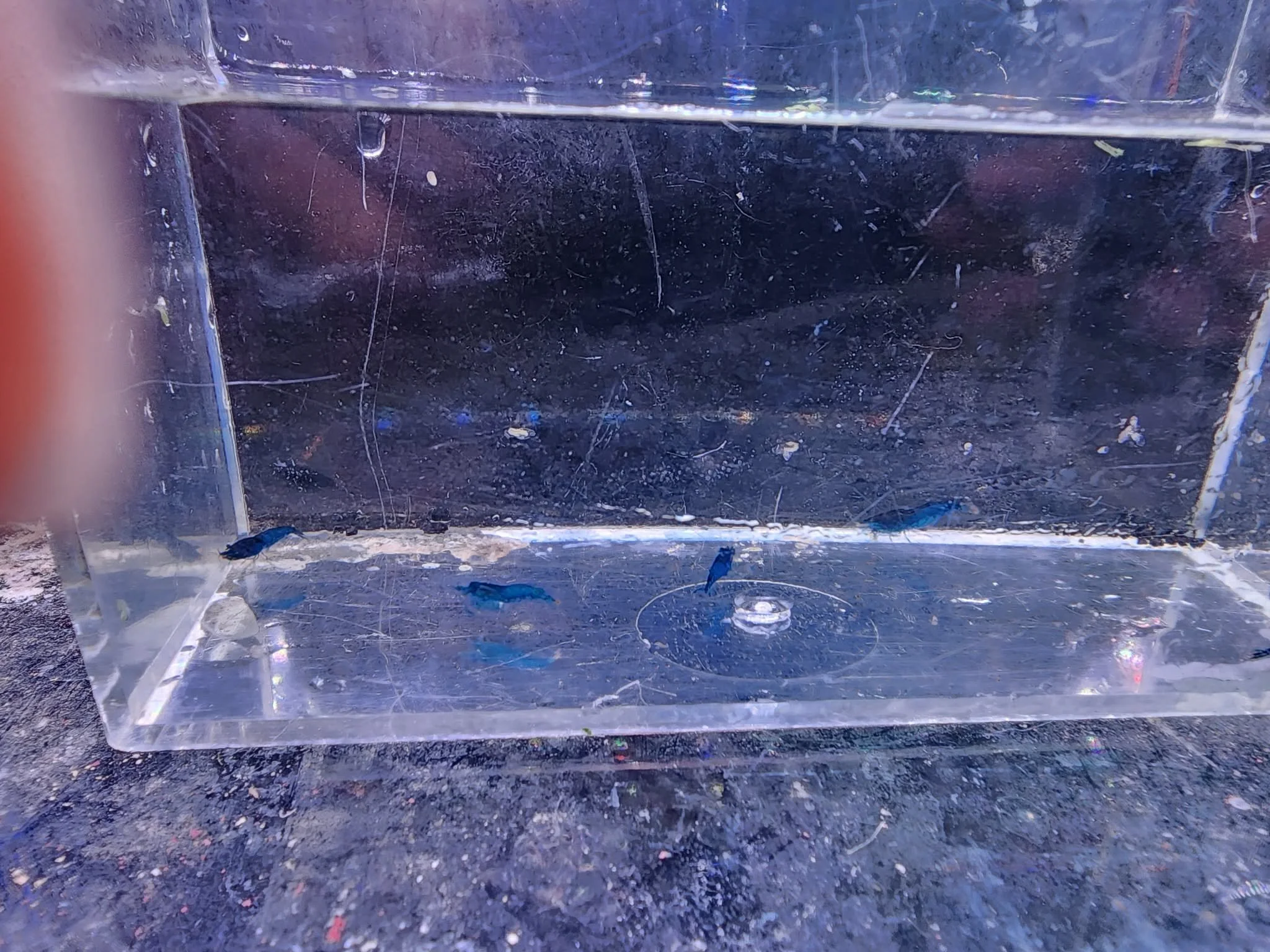 blue dreams x 2.jfif