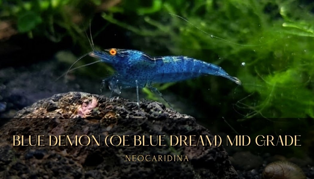 *RARE* Orange Eyes (OE) Blue Dream Neocaridina Shrimp / Blue Demon Mid Grade