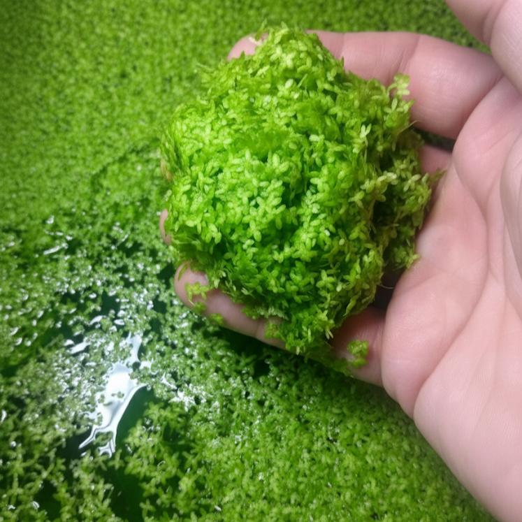 duckweed+handful.png