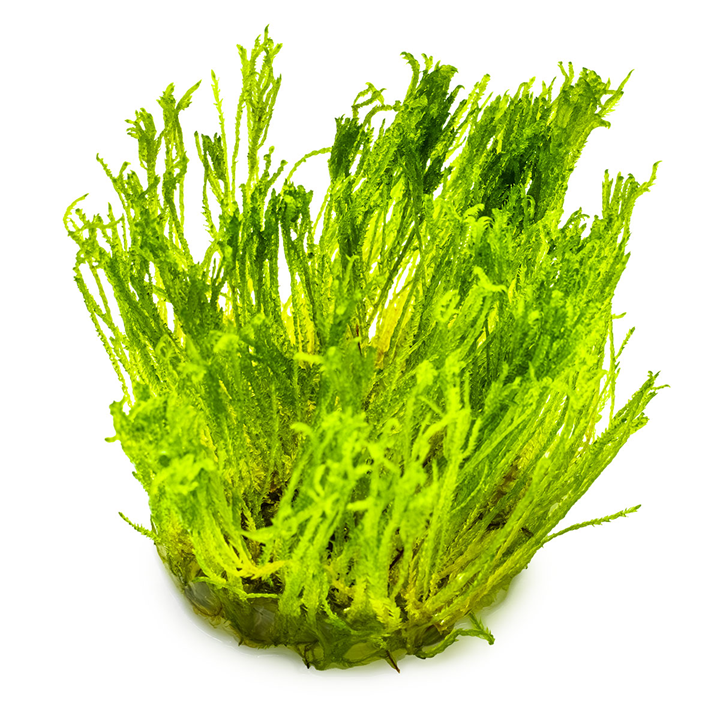 4 (1).png