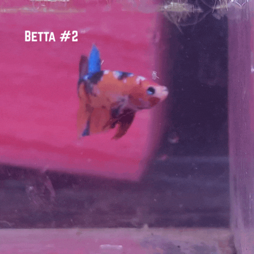 Bettas5.gif