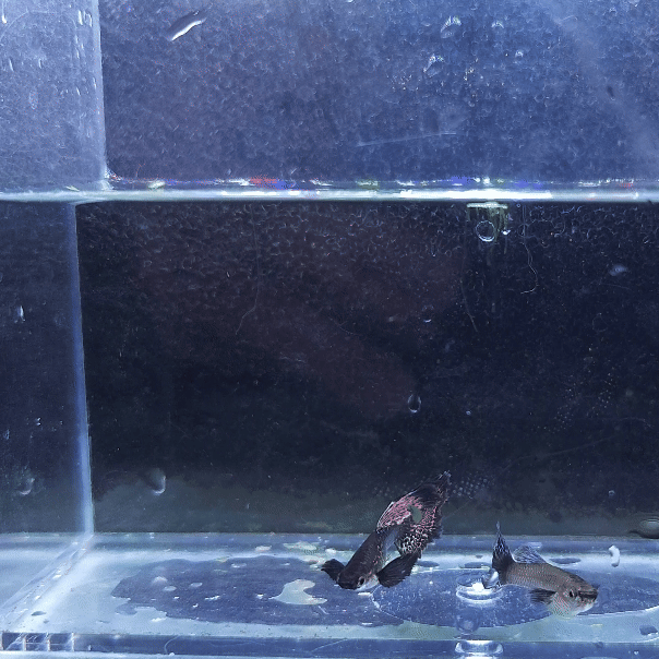 20250208_124317.gif