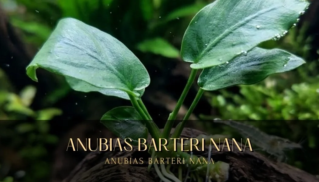 Anubias Barteri var. Nana – Live Aquarium Plant | Anubias Barteri var. Nana – Plante d’Aquarium Vivante