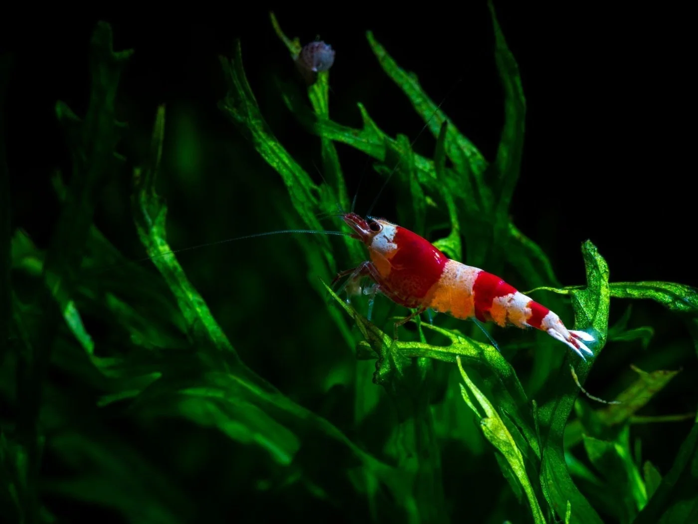 Canada Shipping for Live Aquarium Cherry Shrimps & Caridina Shrimps