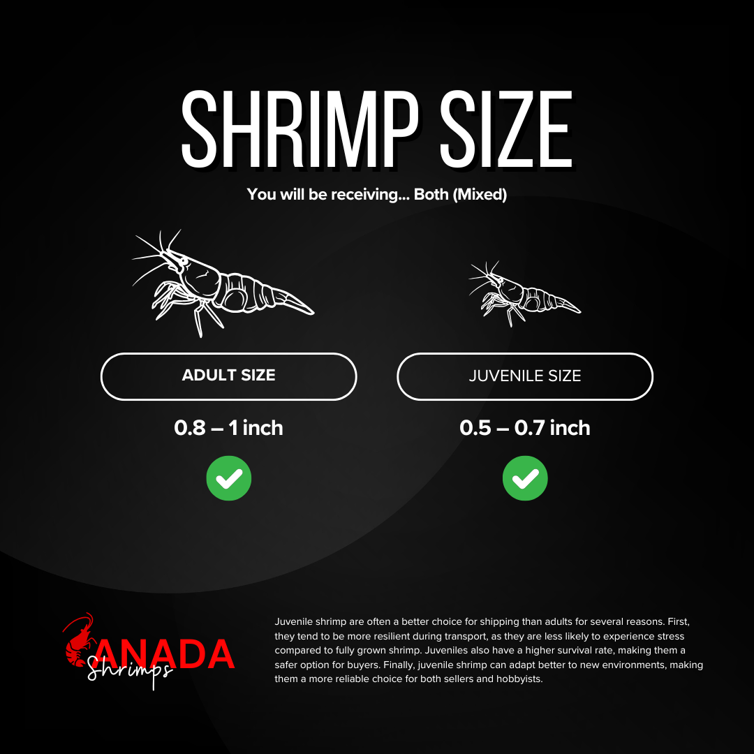 mixed size shrimp.png