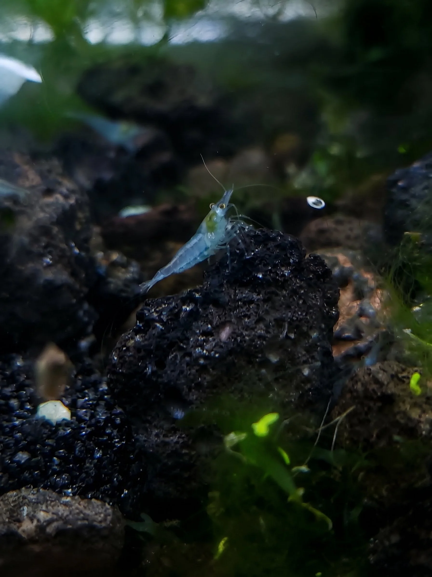 Blue_pearlshrimp.jfif