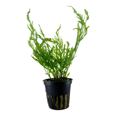 Bolbitis Heudelotii XL