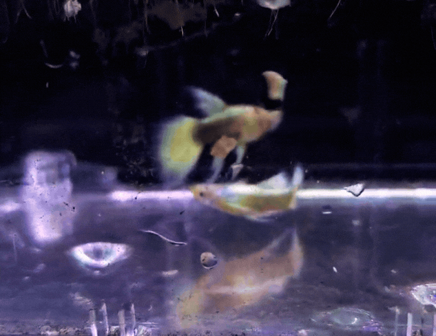 Full Gold Ribbon Pair Guppy 3.gif