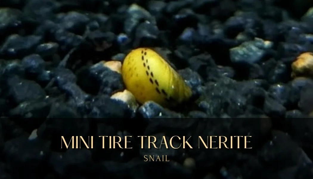 Mini Tire Track Nerite Snails Aquarium Snail – Live Freshwater Snail, Algae Eater, Great for Planted Tanks