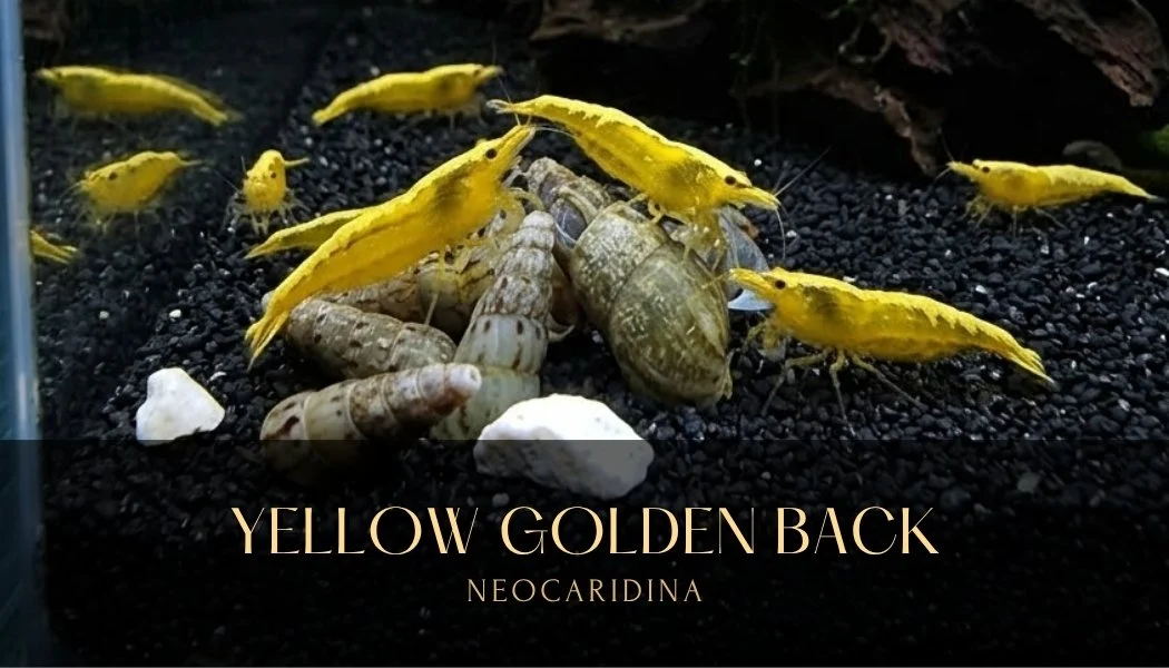 Fire Yellow Back Neocaridina Shrimp – Crevettes Neocaridina Yellow Back Feu