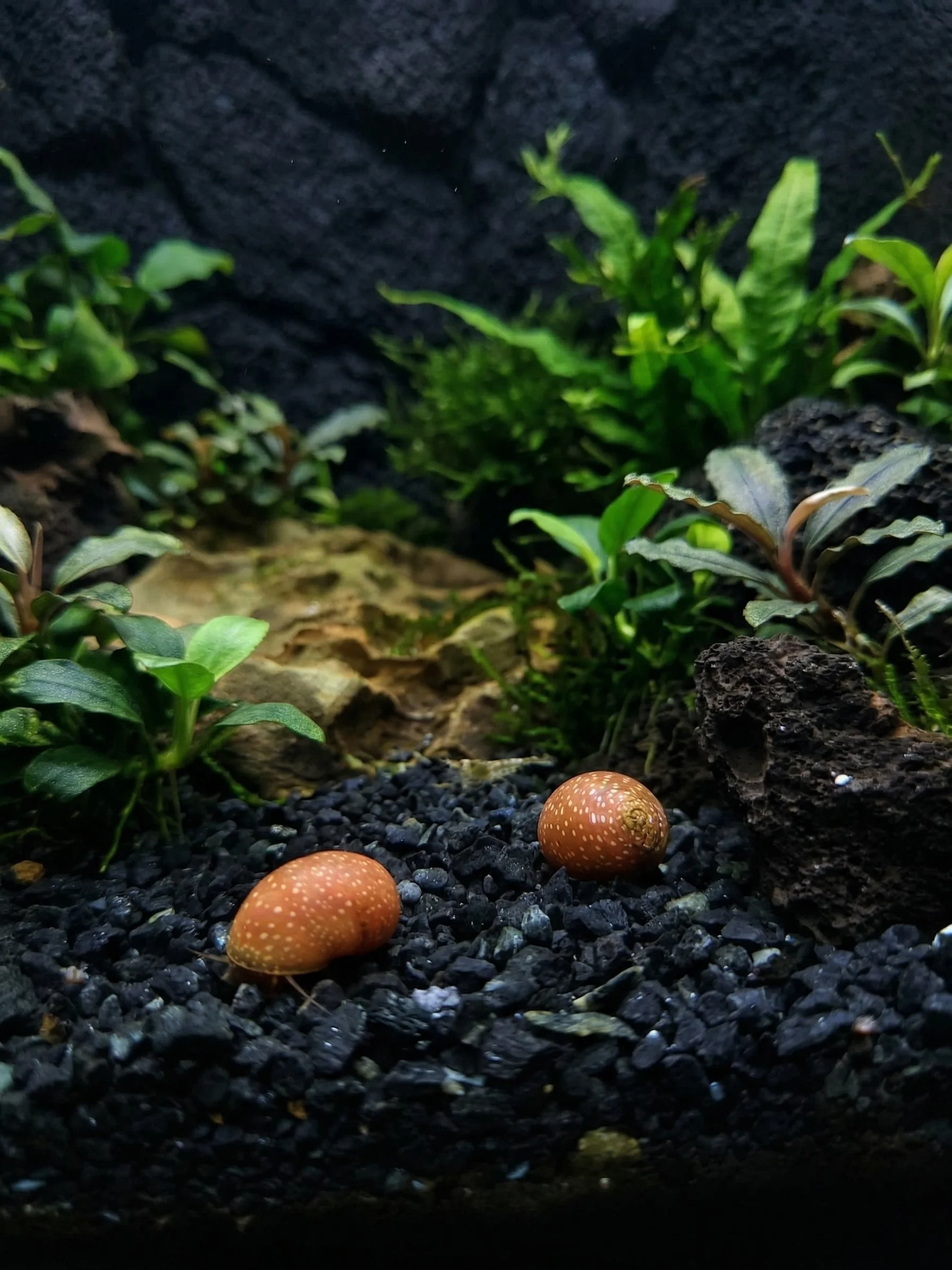 Pink pumpkin snails x3.jfif