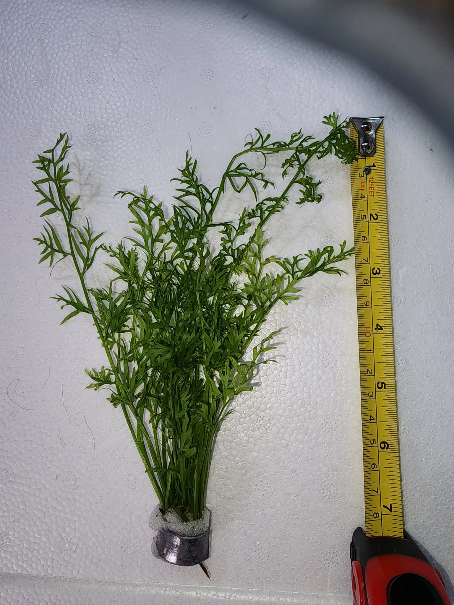 ceratopteris-siliquosa-fine-water-sprite-aquarium-plant.jfif