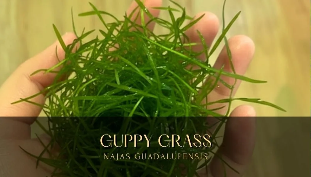 guppygrass.jpg