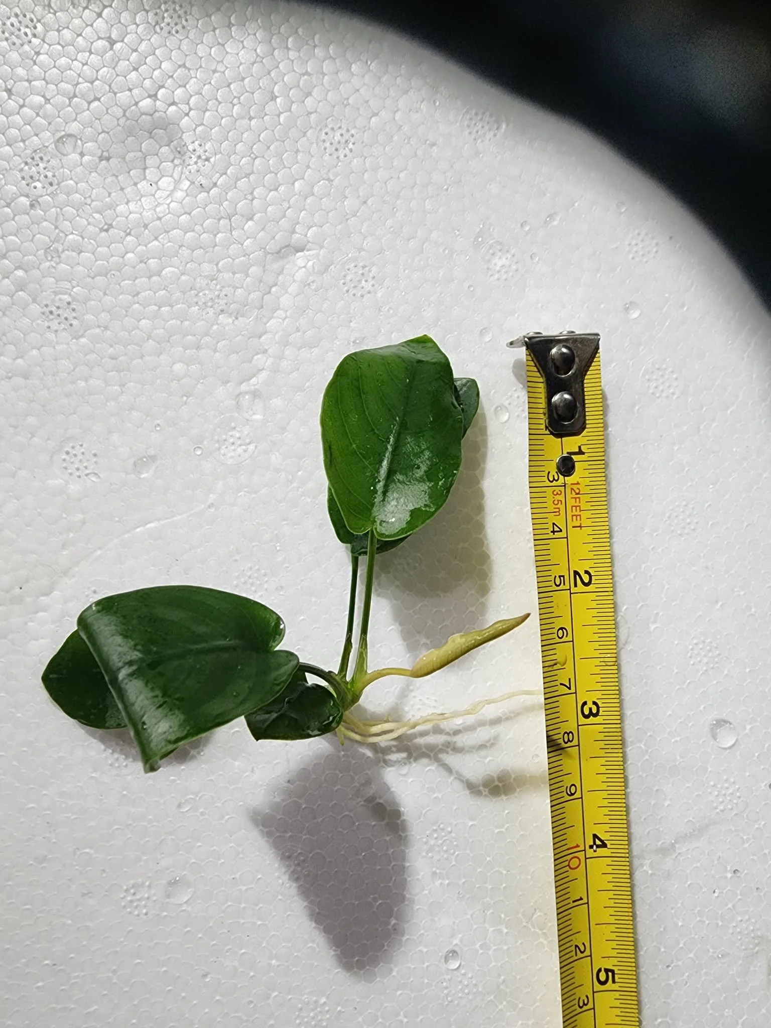 71dcc818-326a-493d-adc9-f45b8f4648c1 (1).jfif