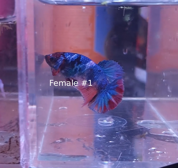 Female 1.png