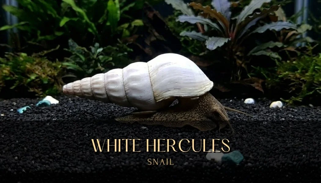 white-hercules-snail-brotia-herculea-freshwater-1.jpg