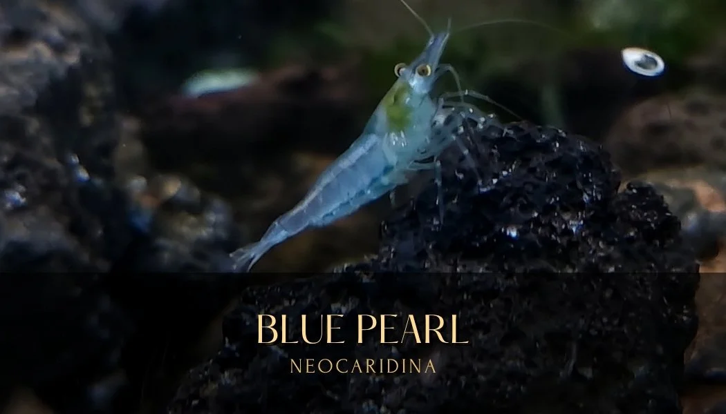 blue pearl thumbnail.jpg