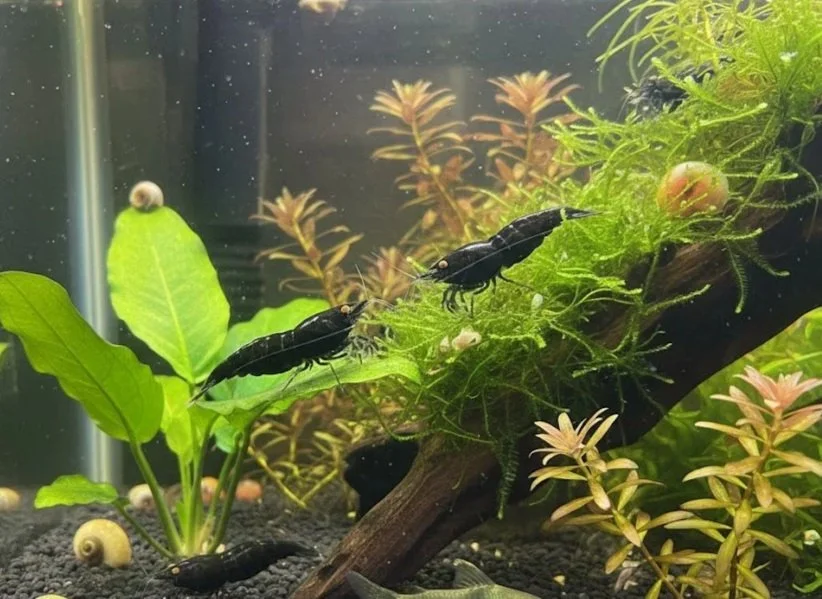 black+demon+rare+shrimp+12.jpg