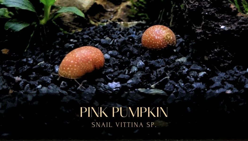 Pink pumpkin snail.jpg