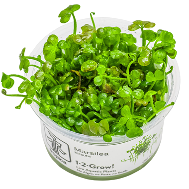 Marsilea hirsuta.png