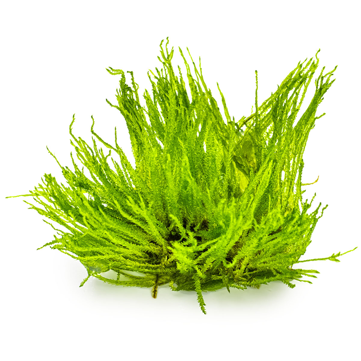 4 (3).png
