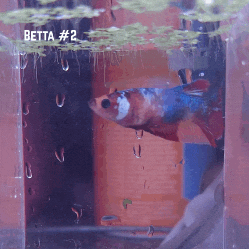 Bettas2.gif