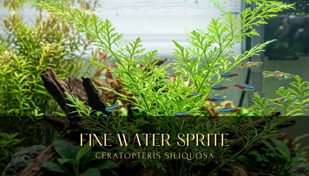 fine water sprite.jpg