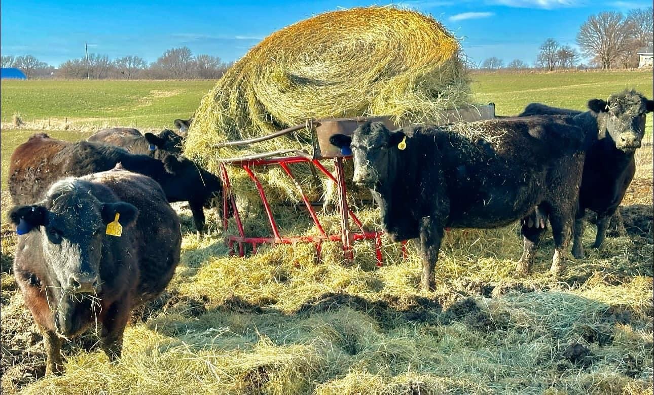 Moo!

#farmlife #thisisiowa #iowa #cattle