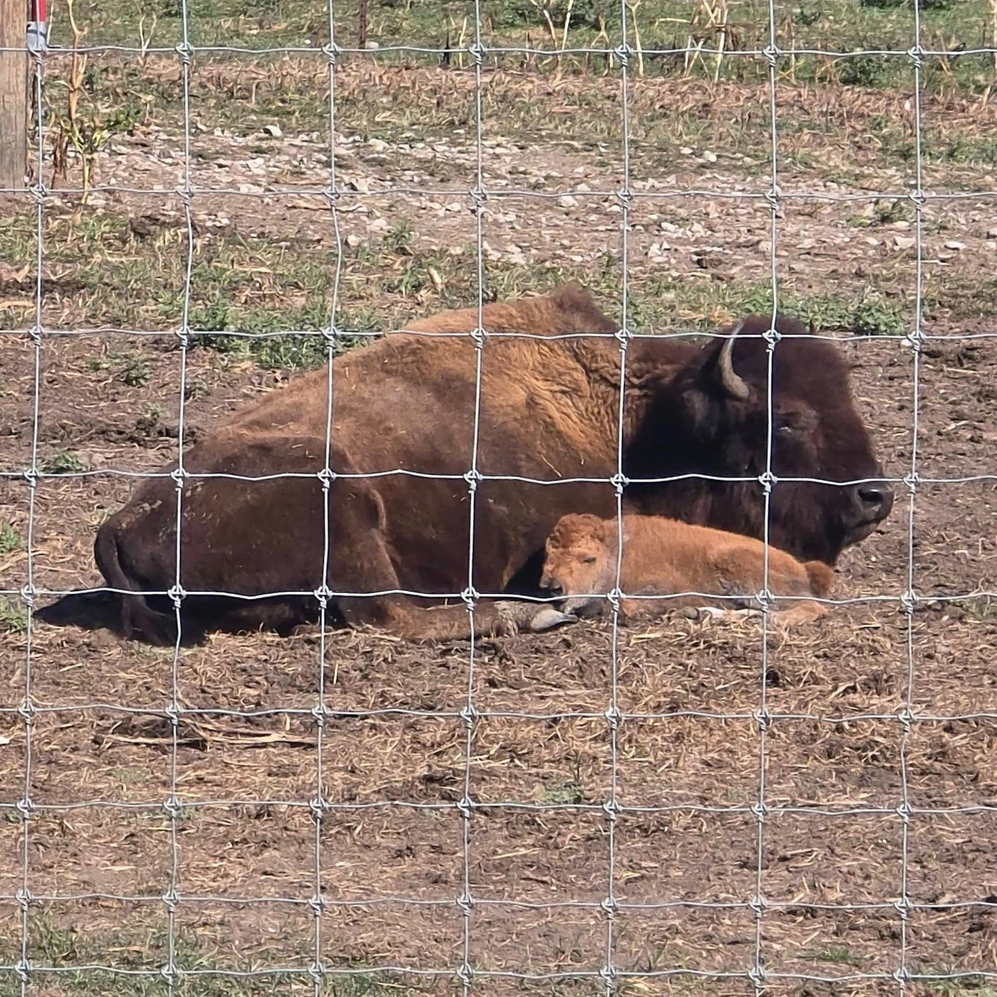 Quarry Creek Elk &amp; Bison welcomed a late season baby. Come to Fort Madison and visit this little cutie!

#iowa #findyourfortmadison #bison #farmlife #weekendgetaway